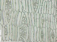 Tangential section